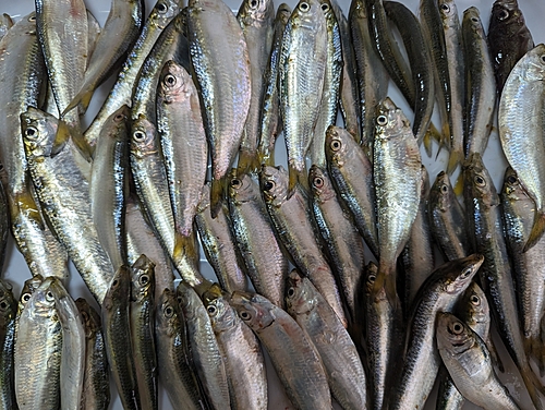 サッパの釣果