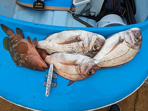 タイの釣果