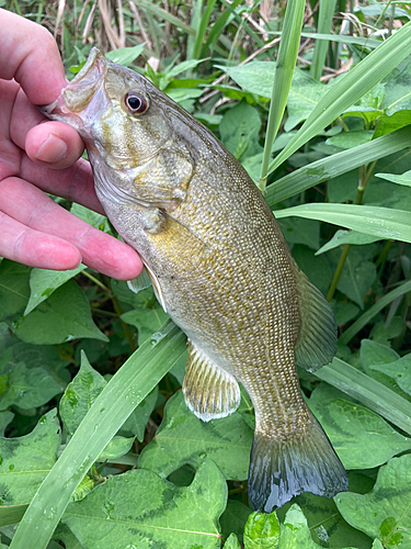 スモールマウスバスの釣果