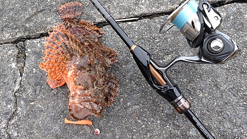 オニカサゴの釣果