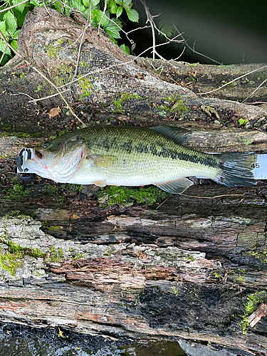 ブラックバスの釣果