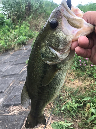 ラージマウスバスの釣果