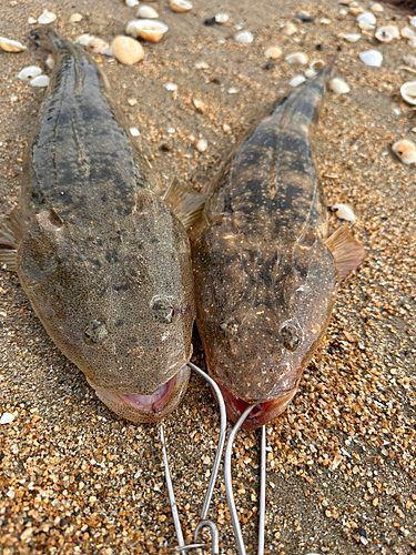 マゴチの釣果