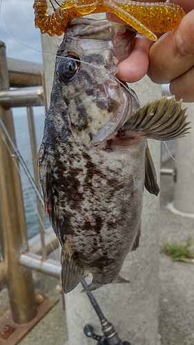 クロソイの釣果