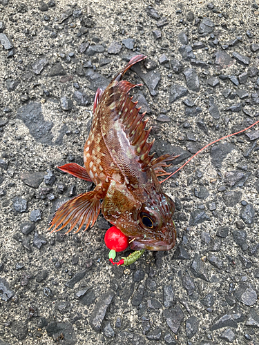 カサゴの釣果