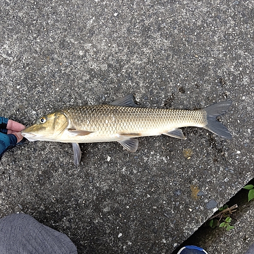 ニゴイの釣果