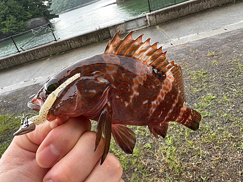 アコウの釣果