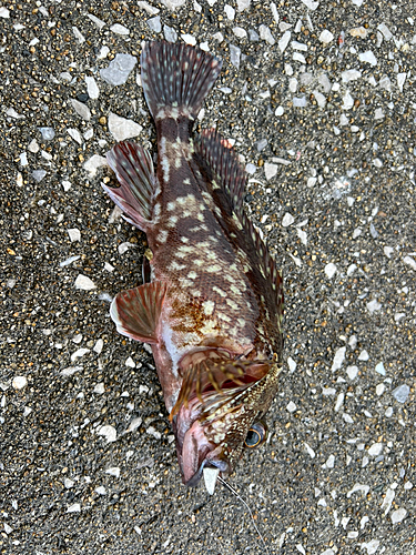 アラカブの釣果