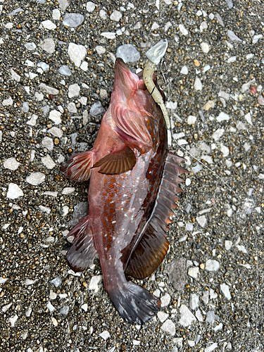 アコウの釣果