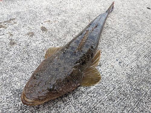 マゴチの釣果