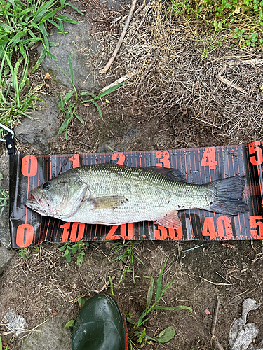 ブラックバスの釣果