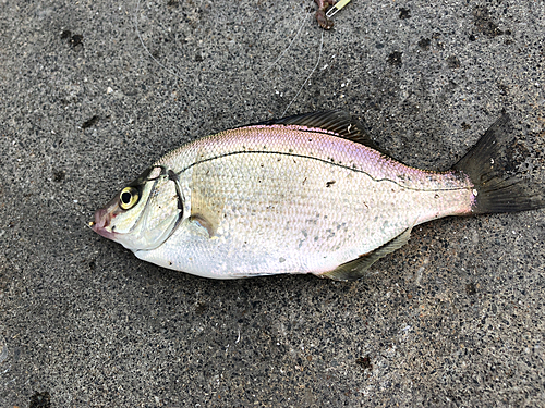 タナゴの釣果