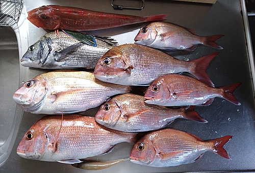 マダイの釣果