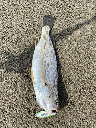 イシモチの釣果