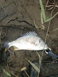 キビレの釣果