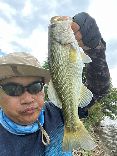 ラージマウスバスの釣果