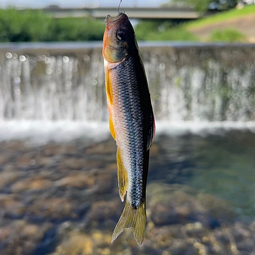 カワムツの釣果