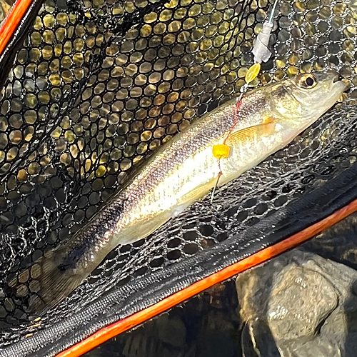 アブラハヤの釣果