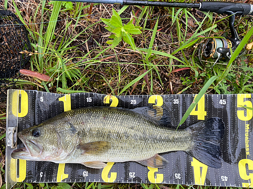 ブラックバスの釣果