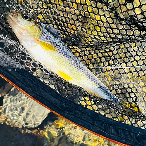 カワムツの釣果