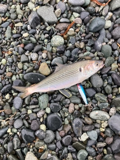 コノシロの釣果