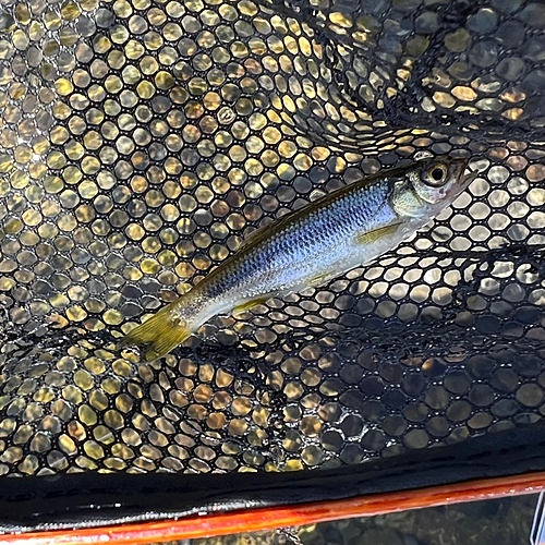 カワムツの釣果