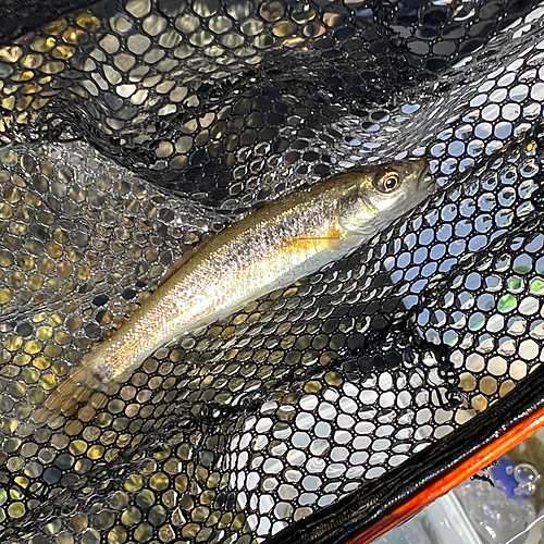 タカハヤの釣果