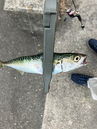 サバの釣果