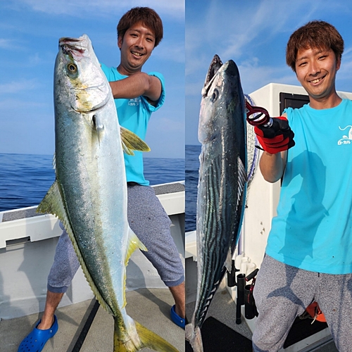 ヒラマサの釣果