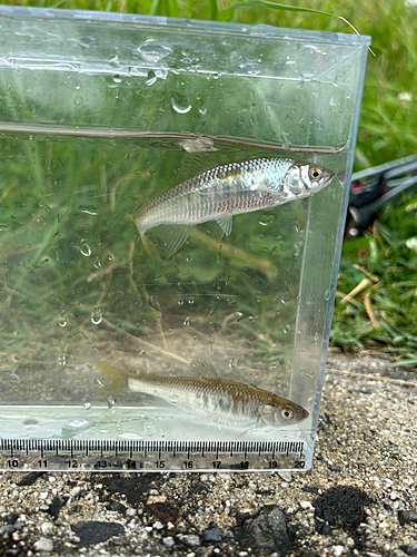 オイカワの釣果