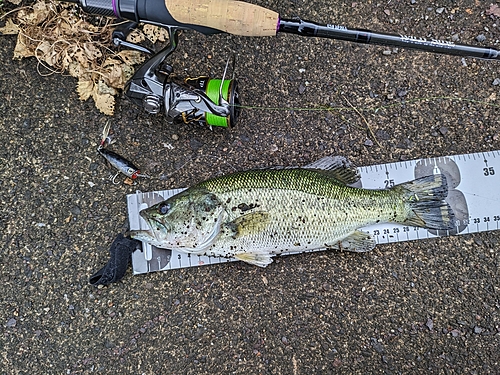 ブラックバスの釣果