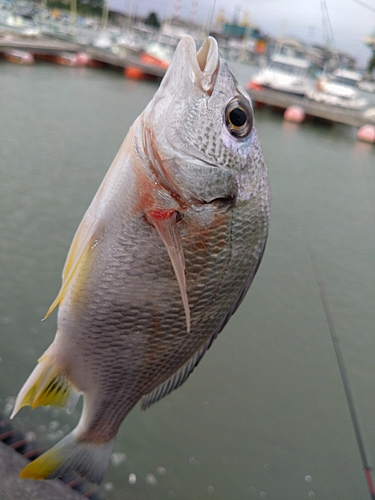 キビレの釣果