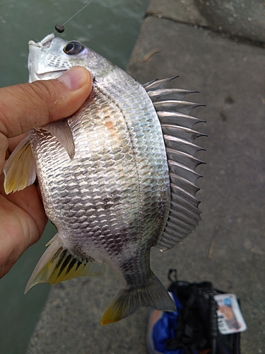 キビレの釣果