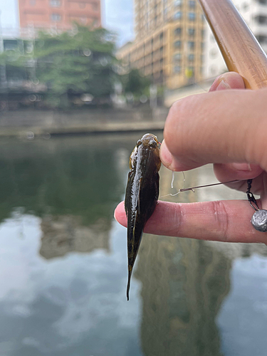 シモフリシマハゼの釣果