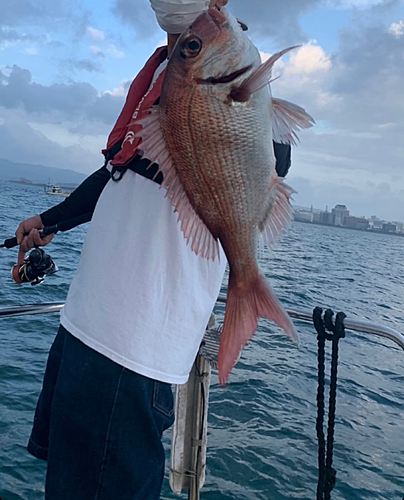 マダイの釣果