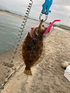 ソゲの釣果