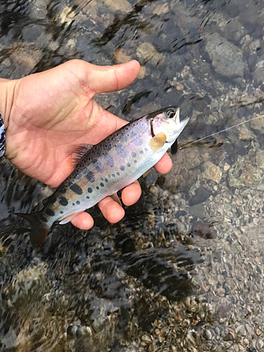 ヤマメの釣果