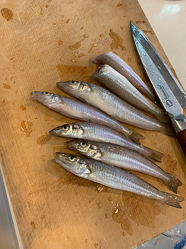 シロギスの釣果