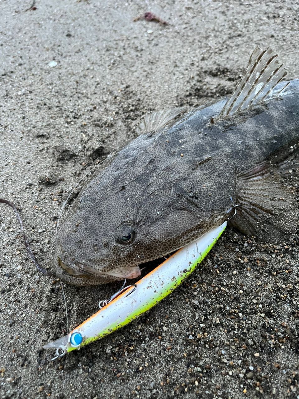 マゴチ