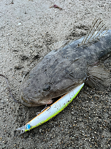 マゴチの釣果