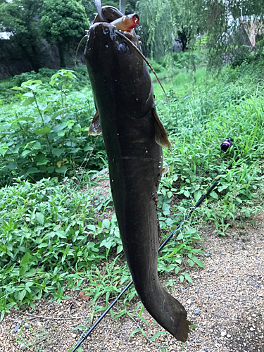 マナマズの釣果