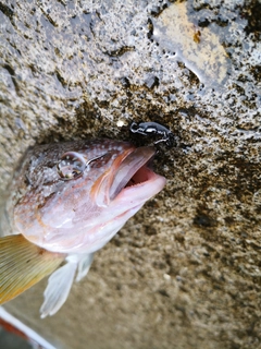 アイナメの釣果