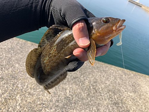 アイナメの釣果