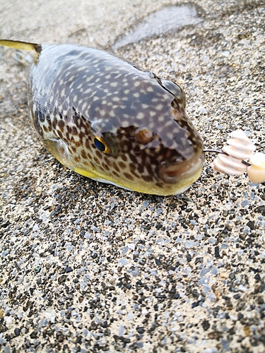 クサフグの釣果