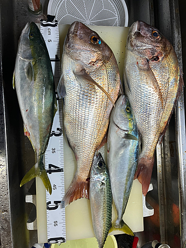 マダイの釣果