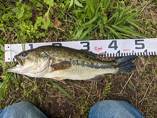 ブラックバスの釣果