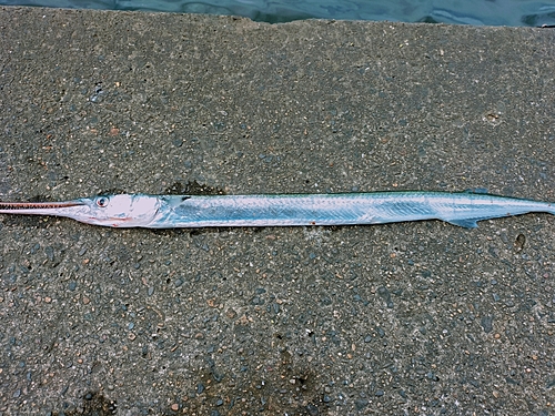 ダツの釣果