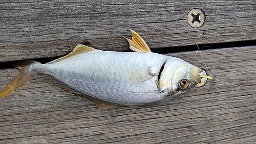 ショゴの釣果