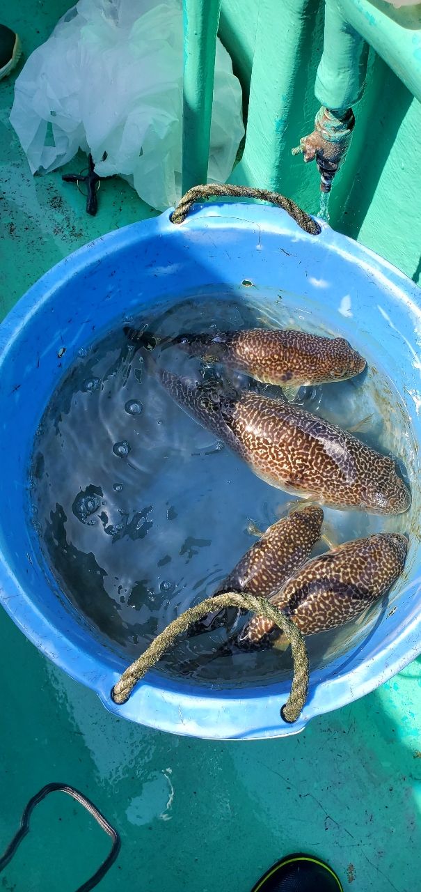 『　トシ　』さんの釣果 2枚目の画像