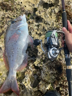 シロダイの釣果